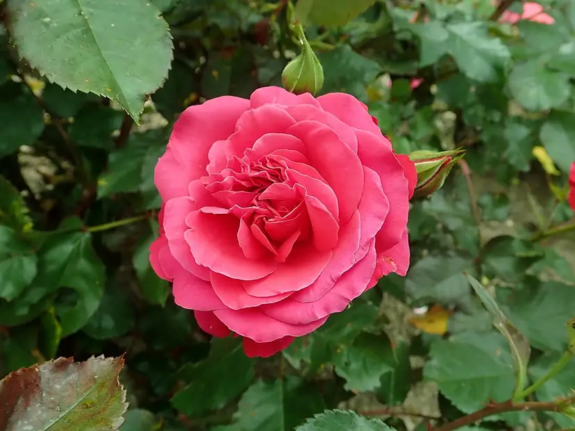 Europa-Rosarium in Sangerhausen, größte Rosensammlung der Welt